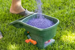 Comment utiliser de l'engrais pour pelouse dans l'herbe d'été